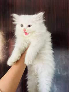 Cat | Kitten | Persian cat  | Persian kitten | Tripple coat