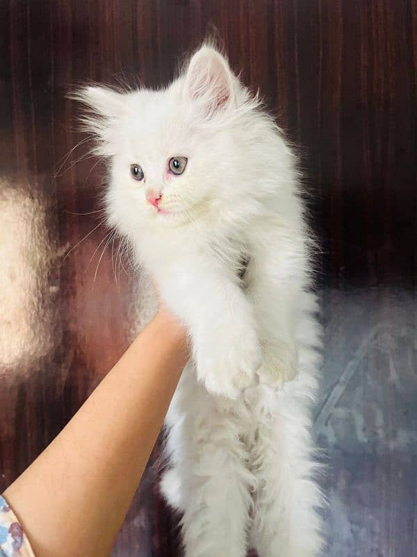 Cat | Kitten | Persian cat  | Persian kitten | Tripple coat 1