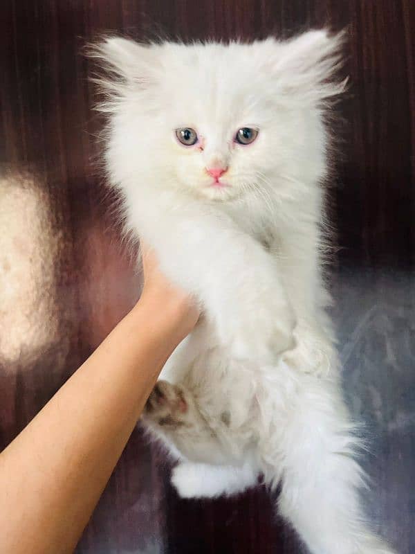 Cat | Kitten | Persian cat  | Persian kitten | Tripple coat 2