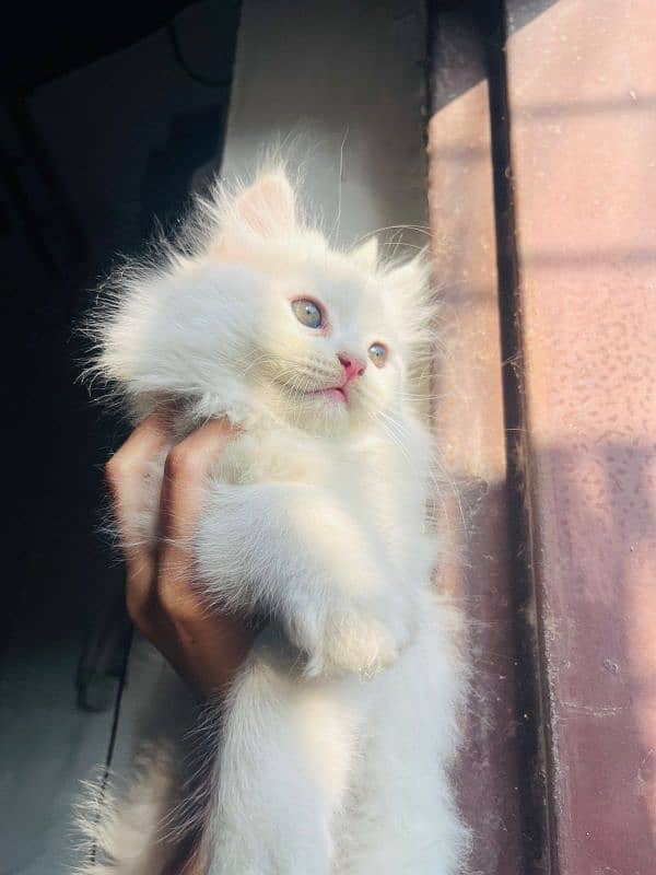 Cat | Kitten | Persian cat  | Persian kitten | Tripple coat 5