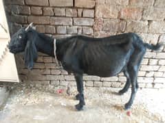 black betal bakri 3 sall ki or gaban he mashalla