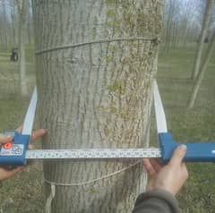 Tree Caliper to measure tree thickness diameter