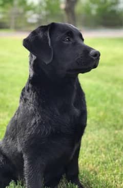 LABRADOR