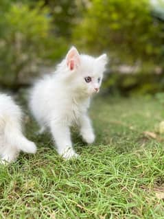 Persian kittens