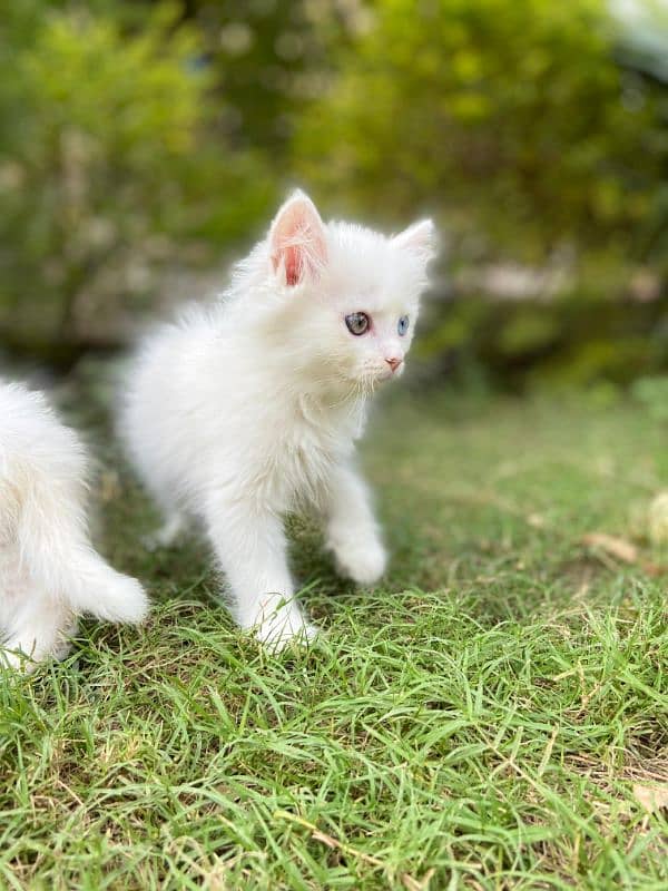 Persian kittens 0