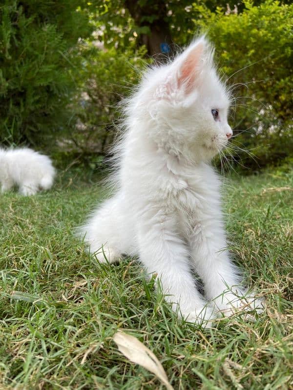 Persian kittens 3