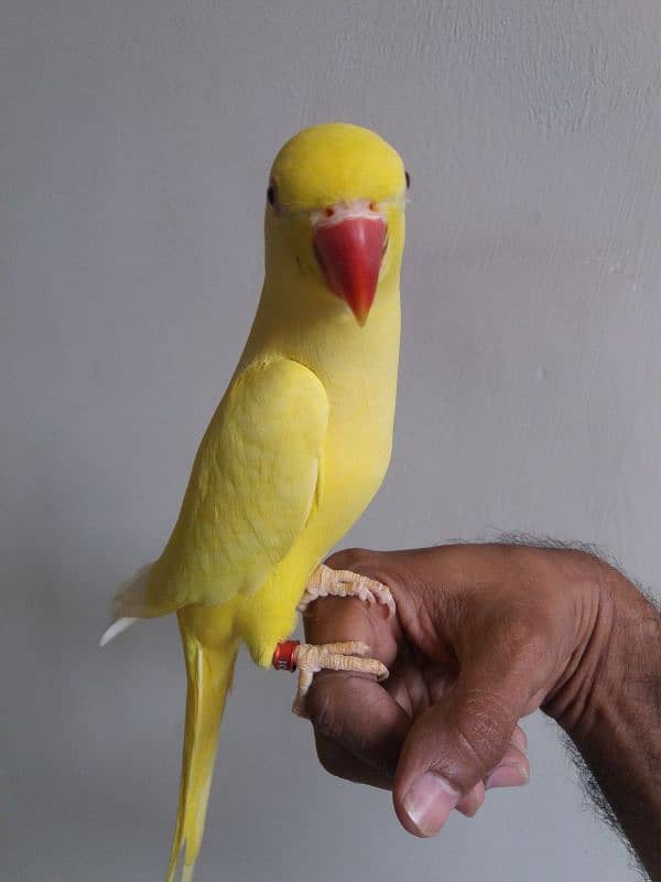 Parrot Yellow Ringneck 1