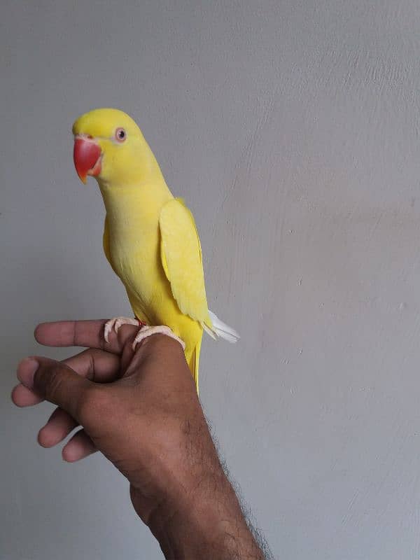 Parrot Yellow Ringneck 2