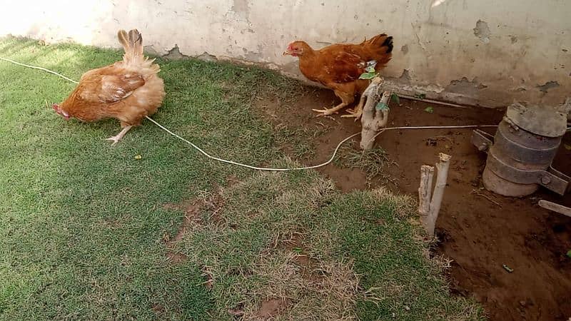 golden buff chicks and hen available 7