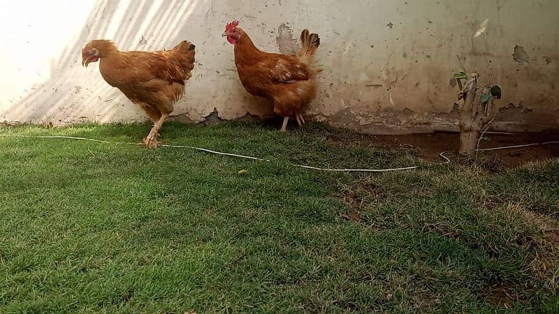 golden buff chicks and hen available 8