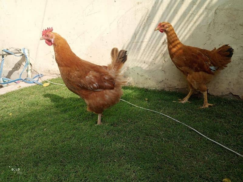 golden buff chicks and hen available 9