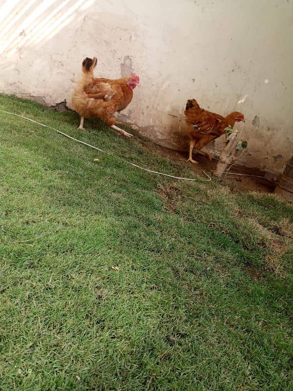 golden buff chicks and hen available 10