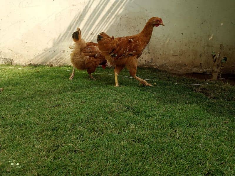 golden buff chicks and hen available 11