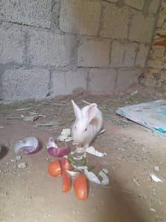 Red eye harnai rabbit baby