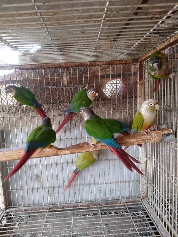 mini conure pairs 03156376925 0