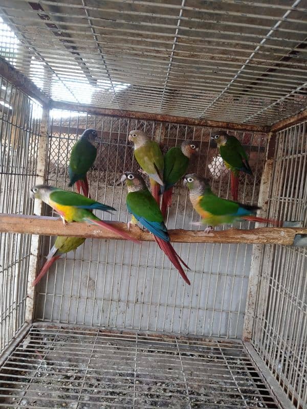 mini conure pairs 03156376925 1