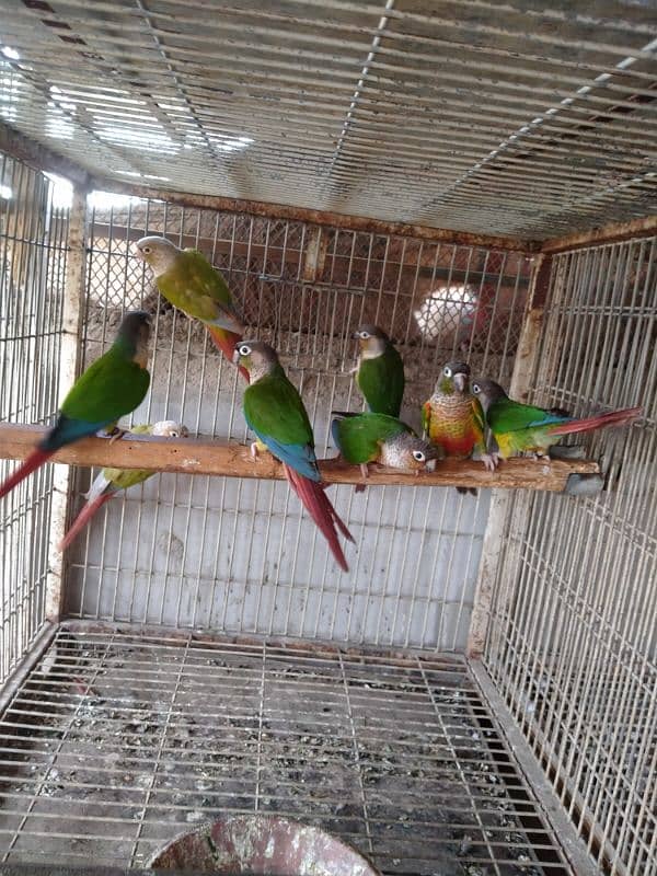 mini conure pairs 03156376925 2