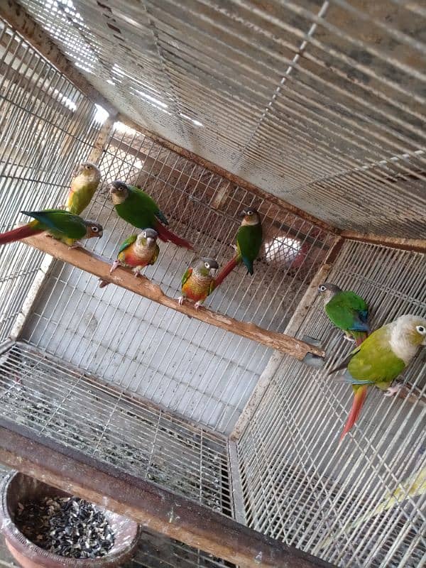 mini conure pairs 03156376925 3