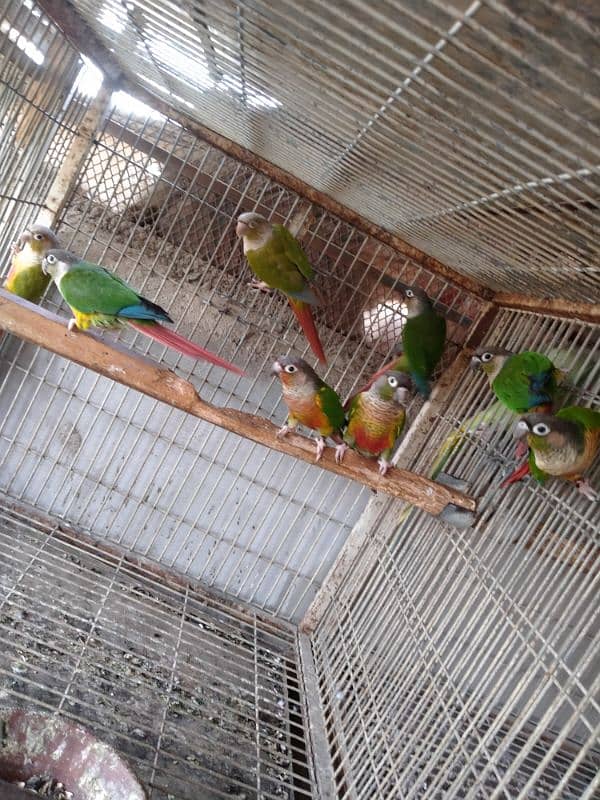 mini conure pairs 03156376925 4