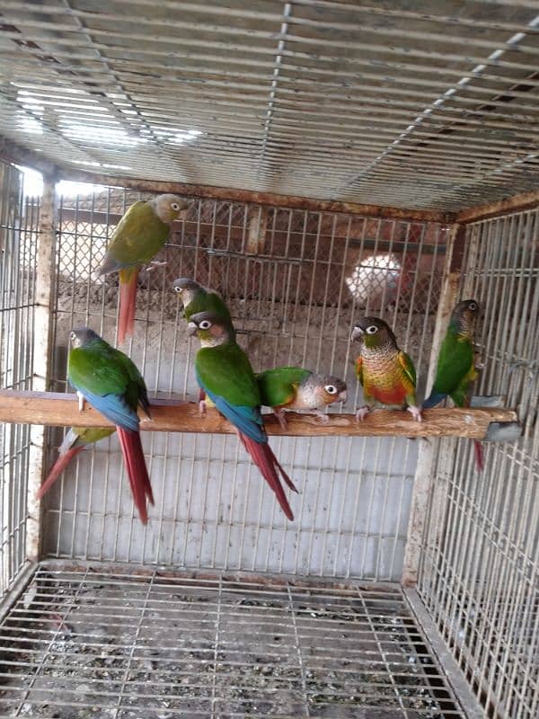 mini conure pairs 03156376925 5