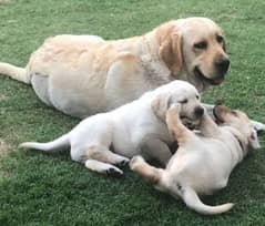 Labrador male puppy available 2 month age for sale