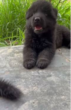 German Shepherd on God puppies forces