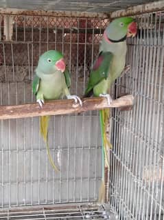 phahri pair 03156376925