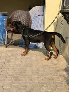 Rottweiller Female