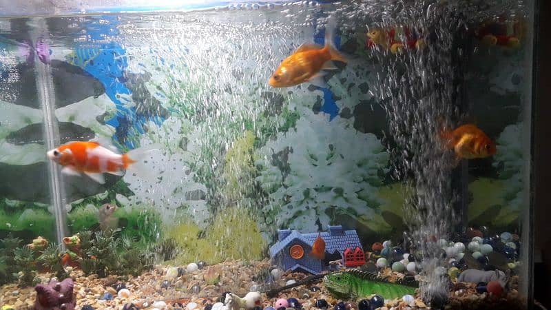 Fish Aquarium For Sale. . . . 1