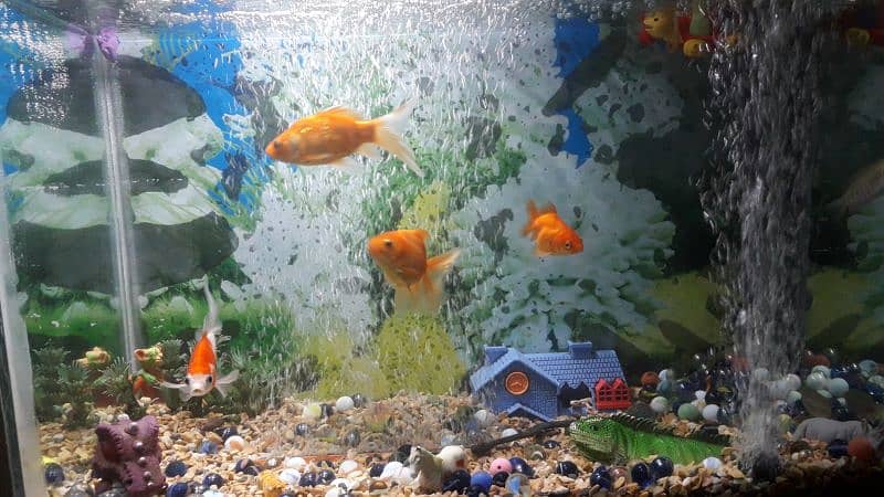 Fish Aquarium For Sale. . . . 2