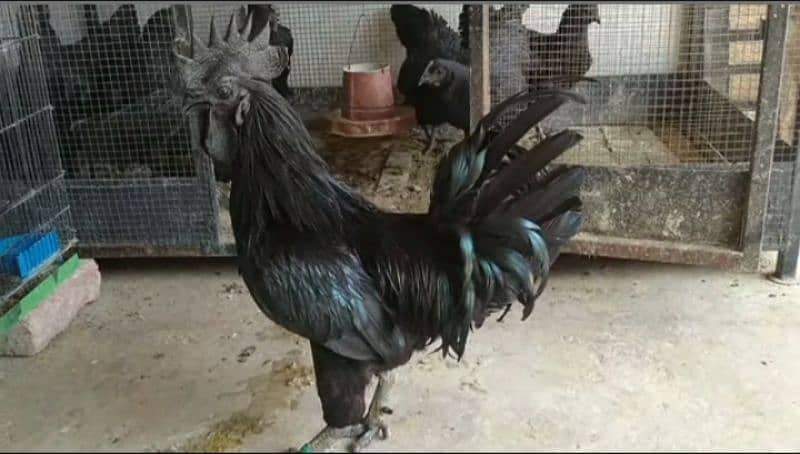 ayam cemani chicks breeders and eggs. . 0