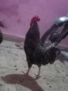 Fanccy Hen Pair