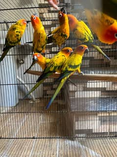 sun conure Quality pairs