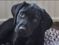 LABRADOR