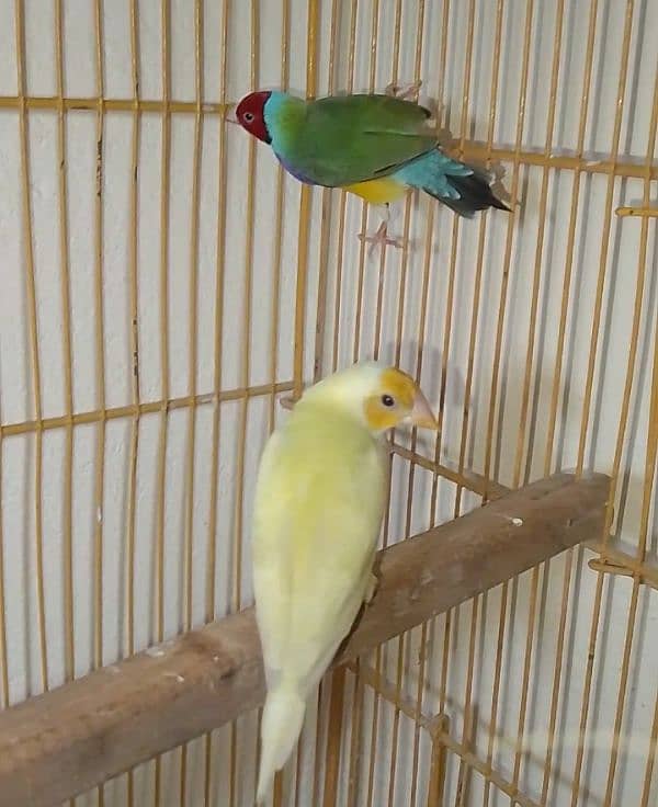 Gouldian Pair watsp 03321987713 2