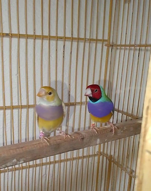 Gouldian Pair watsp 03321987713 3