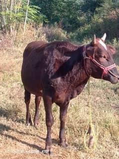 Male bull