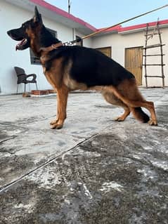 German shepherd male