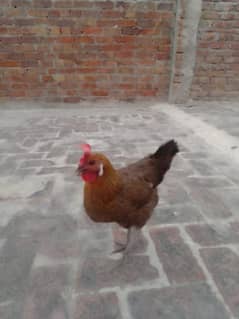 Golden misri  hen active egg deti hai