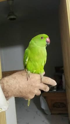 GREEN PARROT