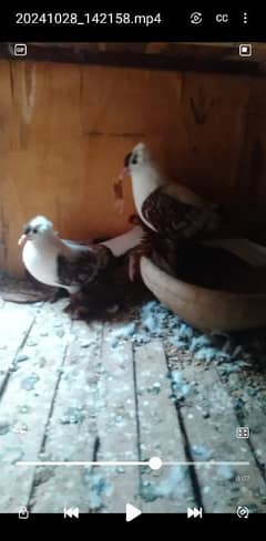 Sale,Sale Fancy Pigeons 03086693318