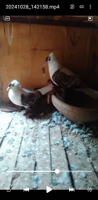 Sale,Sale Fancy Pigeons 03086693318 1