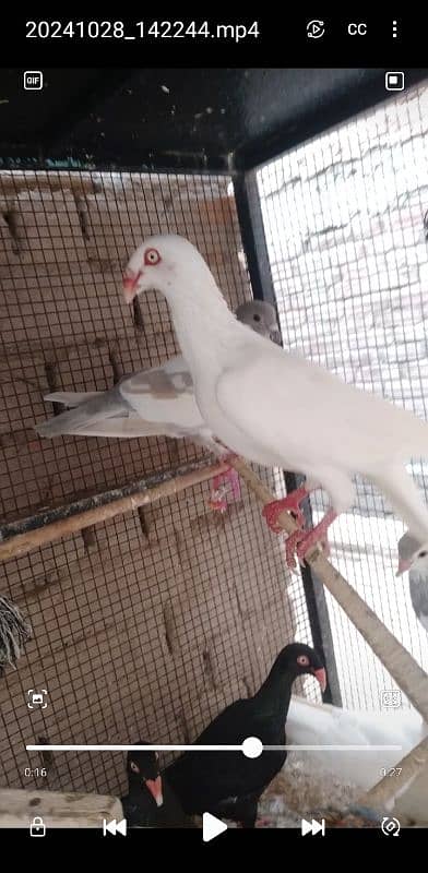 Sale,Sale Fancy Pigeons 03086693318 2