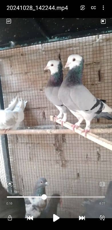 Sale,Sale Fancy Pigeons 03086693318 11