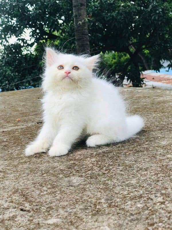 Persian cat vaccination clear all urgent sale 03484580261 0