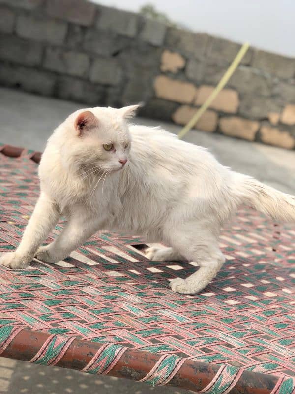 white/Double Coated Persian/Male/Cat 0