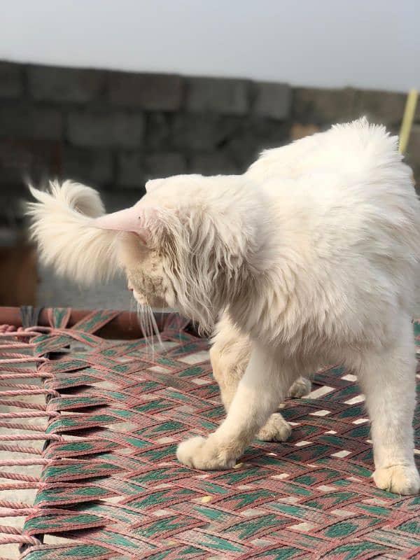 white/Double Coated Persian/Male/Cat 1