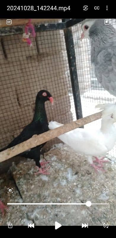 Sale,Sale Fancy Pigeons 03086693318 12