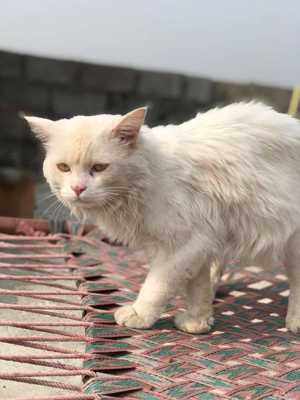 White Persian Male Cat 0