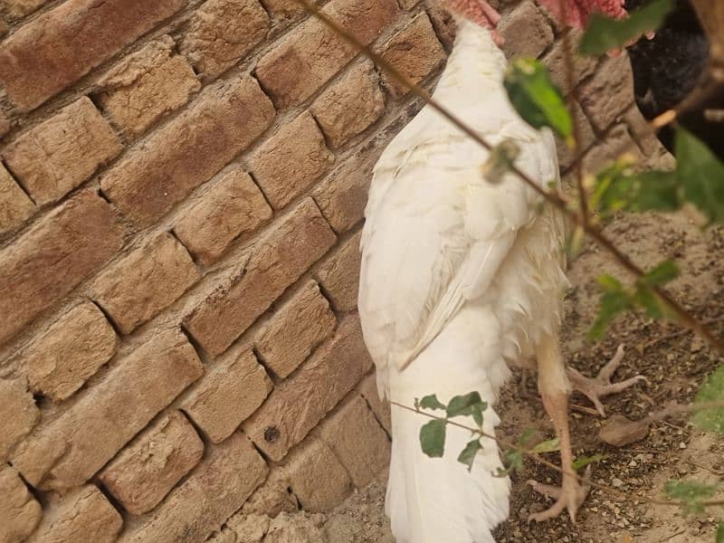 turkey bird fully active in white colour 2